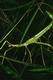 A stick insect camouflaged among grass
