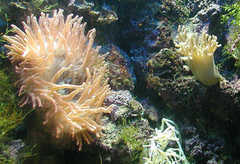 Sea anemone