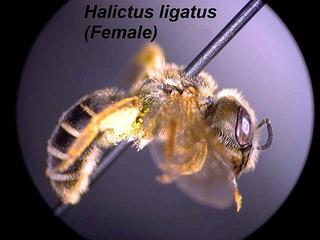 95.Halictus ligatus, _female, _side.mv.320.jpg