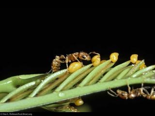 Ant, Bullhorn Acacia, food_bodies, EL_DP161.320.jpg