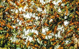 Eciton hamatum, Army Ant bivouac