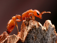 Formicidae -- Ants