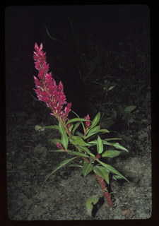31.Celosia argentea, _plant, _SD19.320.jpg