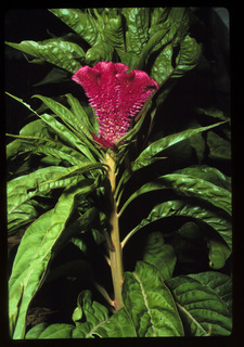 33.Celosia cristata, _plant, _YG11.320.jpg