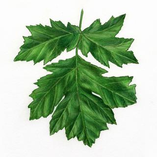 Heracleum mantegazzianum, _leaf.JP80279_42.320.jpg