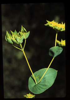 40.Bupleurum rotundifolium, _leaf_and_flower, _GY.320.jpg