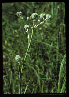 43.Eryngium yuccifolium, _flower, _FA22.320.jpg