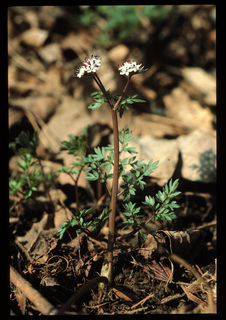 45.Erigenia bulbosa, _plant, _IR30.320.jpg