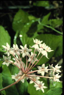 07.Asclepias quadrifolia, _flower, _ZN17.320.jpg