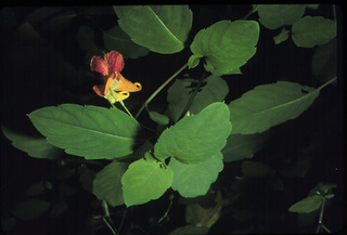 60.Impatiens capensis, _leaf_+_flower, _UD2.320.jpg