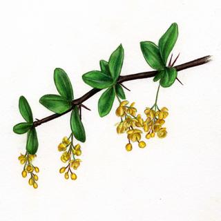 Berberis vulgaris, _flowering_branch.JP80279_27.320.jpg