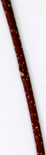 75.Carpinus caroliniana_twig.320.jpg