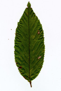 86.Ostrya virginiana_leaf_upper.320.jpg