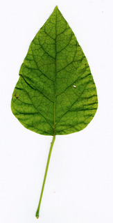 52.Catalpa sp, _leaf.320.jpg
