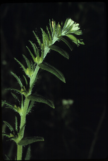 68.Buglossoides arvense, _leaf_+_flower, _GY.320.jpg