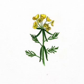 38.Euphorbia cyparissias, _flower_+_leaves.320.jpg