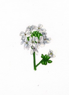 50.Alliaria petiolata, _flower.320.jpg