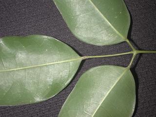 Protium heptaphyllum_ulei, _leaf_base.JP80262_30.320.jpg