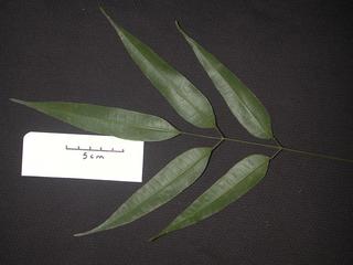 Protium heptaphyllum_ulei, _leaf_bottom.JP80262_31.320.jpg