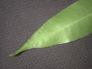 Protium heptaphyllum_ulei, _leaf_tip.JP80262_33.320.jpg