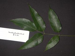 Protium heptaphyllum_ulei, _leaf_top.JP80262_34.320.jpg