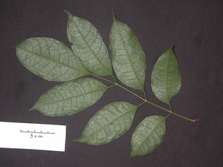 Protium trifoliolatum, _leaf_bottom.JP80264_06.320.jpg