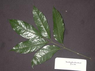 Protium trifoliolatum, _leaf_top.JP80264_07.320.jpg