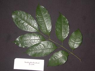 Protium trifoliolatum, _leaf_top.JP80264_08.320.jpg