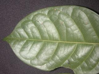 Dacryodes chimantensis, _leaf_bottom.JP80261_14.320.jpg