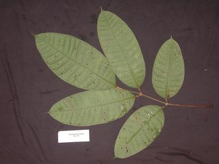 Dacryodes peruviana, _leaf_bottom.JP80261_31.320.jpg