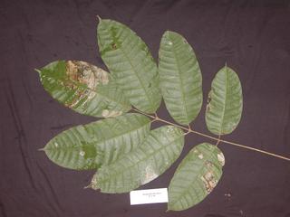 Dacryodes peruviana, _leaf_bottom.JP80261_32.320.jpg
