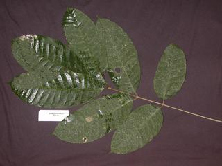 Dacryodes peruviana, _leaf_top.JP80261_33.320.jpg
