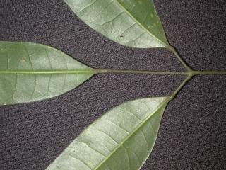 Protium heptaphyllum_ulei, _leaf_base.JP80262_29.320.jpg