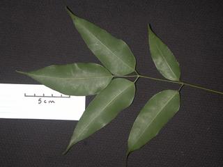Protium heptaphyllum_ulei, _leaf_bottom.JP80262_32.320.jpg