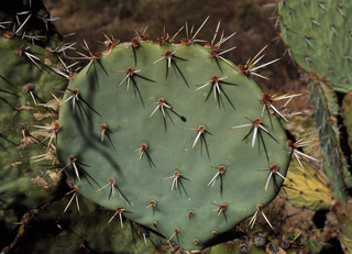 03.cactus 1.320.jpg