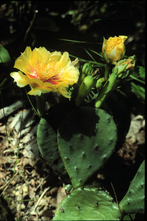 18.Opuntia humifusa, _leaf_+_flower, _EP26.320.jpg
