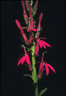 27.Lobelia cardinalis, _flower, _PV31.320.jpg