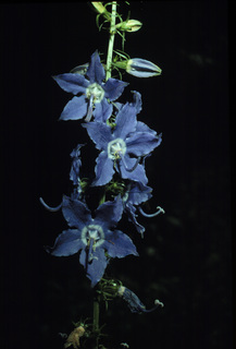 31.Capanulastrum americanum, _flower, _UT35.320.jpg