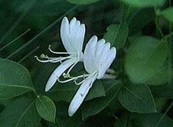 L. japonica (Courtesy of Nomura Masato.)