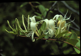 39.Lonicera japonica, _leaf_+_flower, _ES20.320.jpg
