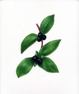 44.Lonicera japonica, _berries_+_leaves.320.jpg