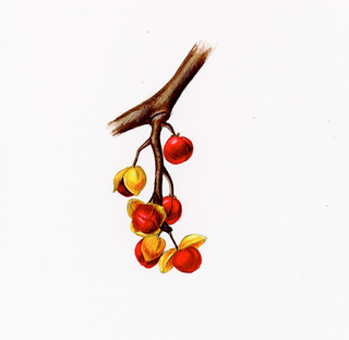 07.Celastrus orbiculatus, _berries.320.jpg