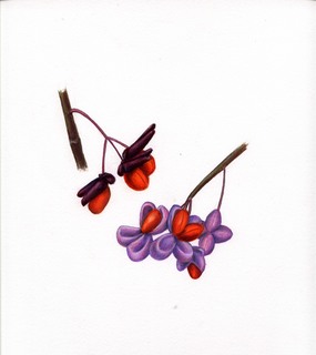 43.Euonymus alatus, _berries.320.jpg