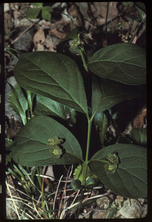 66.Euonymus obovata, _plant_+_flower, _EI37.320.jpg