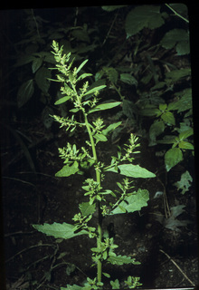 71.Chenopodium ambrosioides, _leaf_+_flower, _QB14.320.jpg