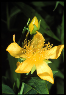 79.Hypericum pyramidatum, _flower_+_bud, _GY.320.jpg