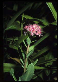 98.Hylotelephium telephium, _leaf_+_flower, _SN21.320.jpg