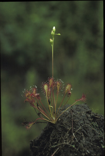 12.Drosera intermedia, _plant_+_flower, _ID3.320.jpg