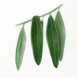Elaeagnus angustifolia, _leaves.JP80279_25.320.jpg
