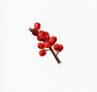 15.Elaeagnus umbellata, _berries.320.jpg